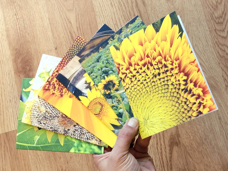 Notecards - Featuring Prints Of My Original Art - Envelopes Included