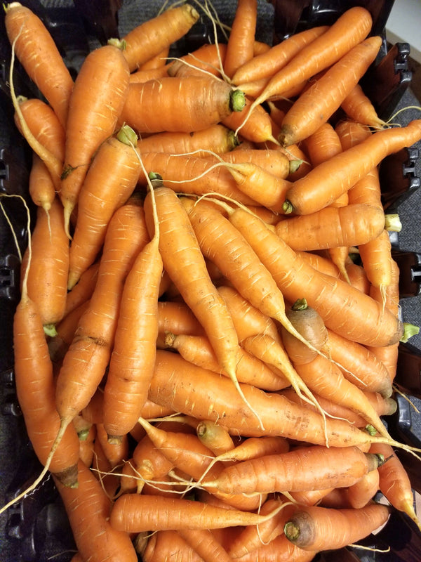 Orange Carrots - Grown by Bountiful Beloit - sold by the pound