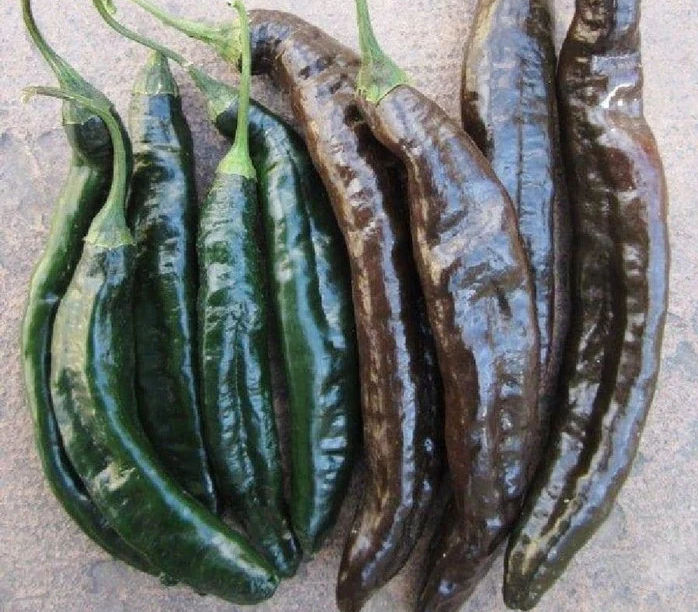 Chilaca Hot Pepper Transplants - Single Plants