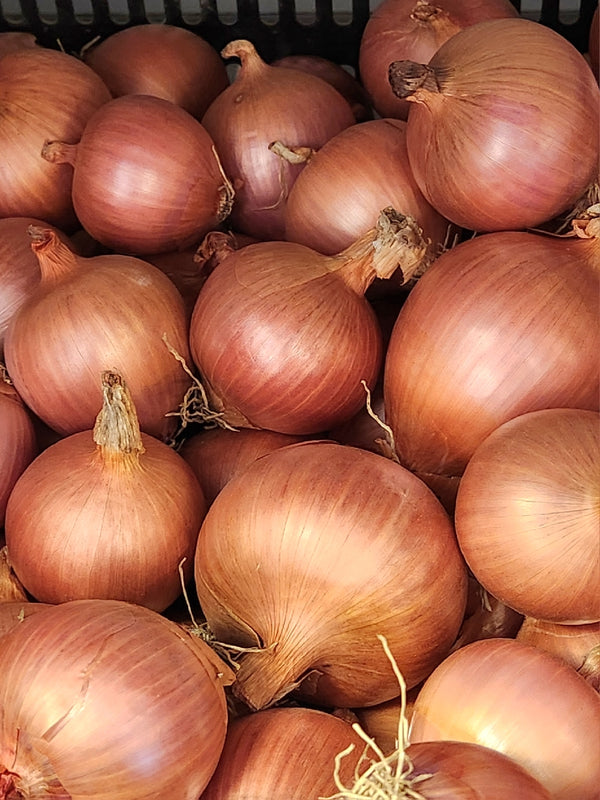 Onions - Grown by Bountiful Beloit - sold by the pound
