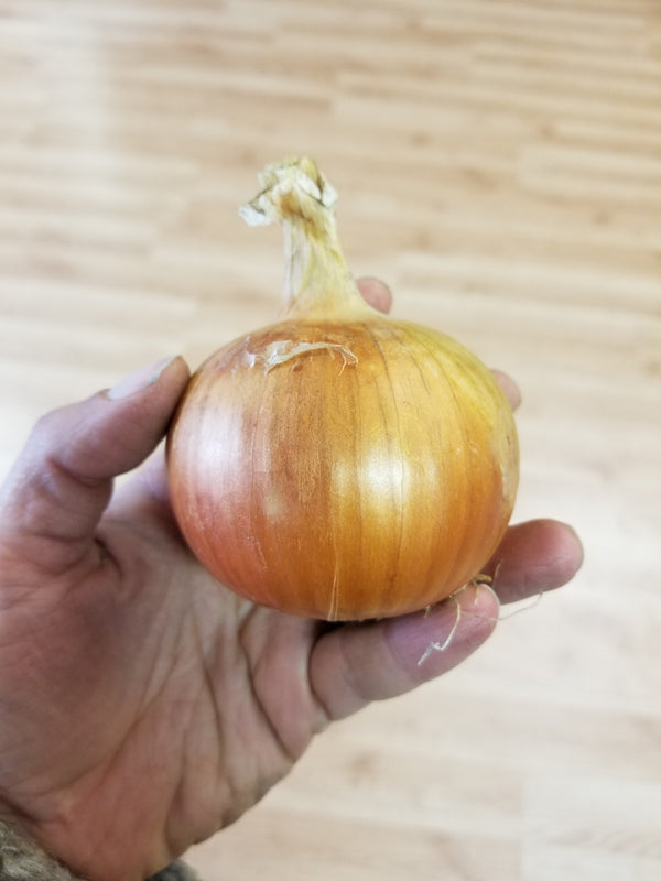 Onions - Grown by Bountiful Beloit - sold by the pound