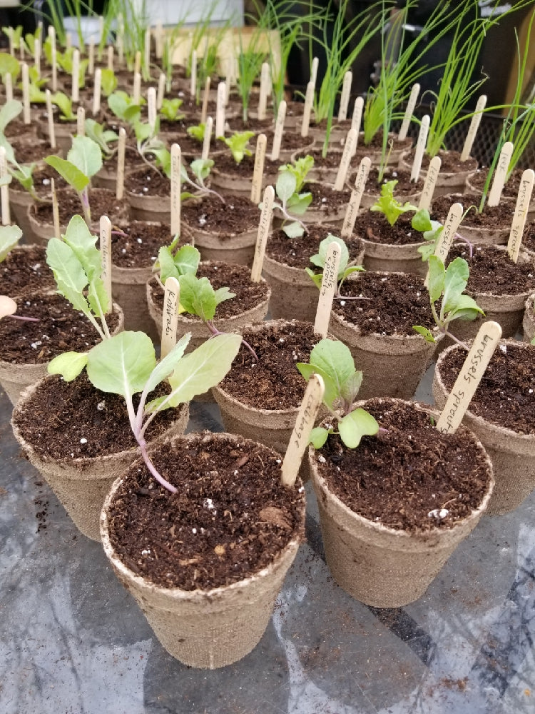 Yellow Brandywine Heirloom Tomato Transplants - Single Plants