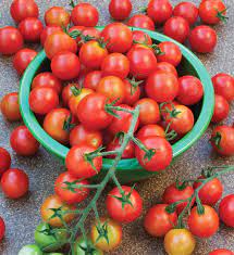 Supersweet Red Cherry Tomato Transplants - Single Plants