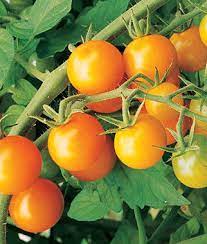 Sungold Cherry Tomato Transplants - Single Plants