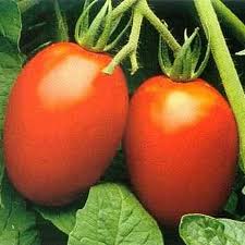 Roma Tomato Transplants - Single Plants